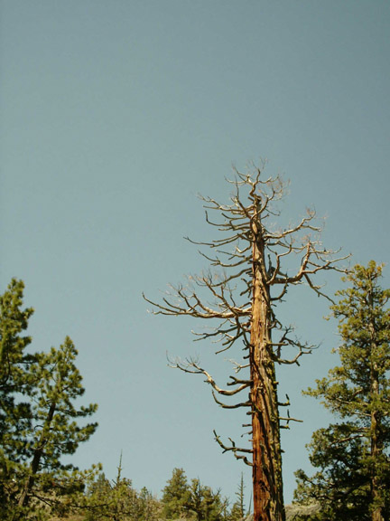 Gnarly tree