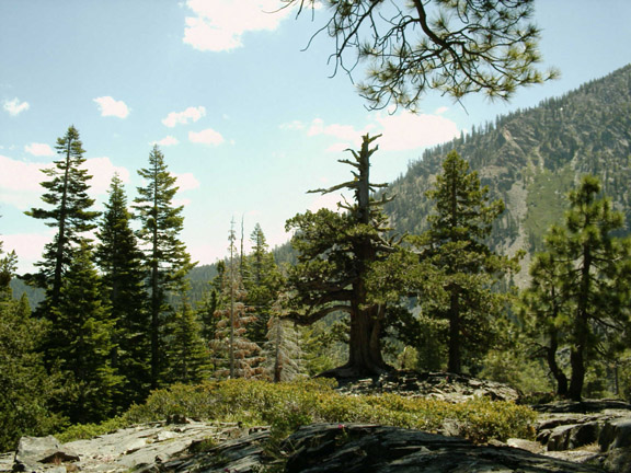 trees - Glen Alpine trail