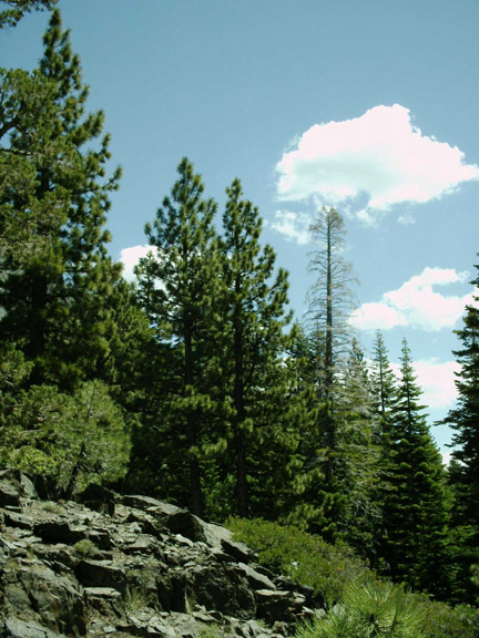 trees - Glen Alpine trail