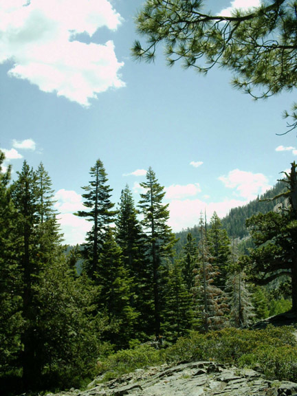 trees - Glen Alpine trail