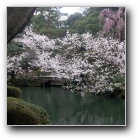 Japan - Kanazawa. Kenroku-en Garden.