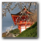 Japan - cherry blossoms