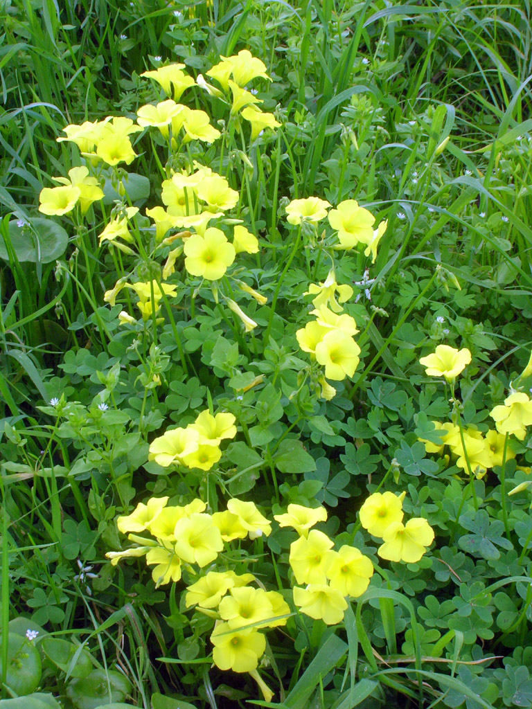 Oxalis