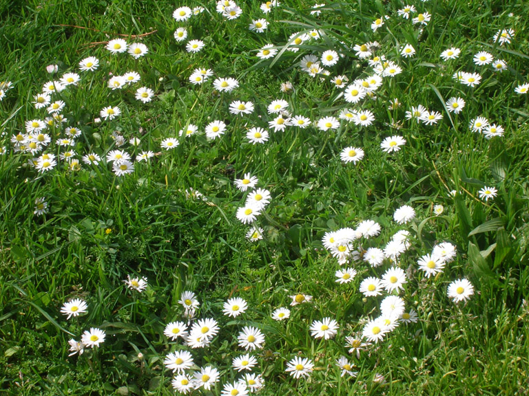 English daisies