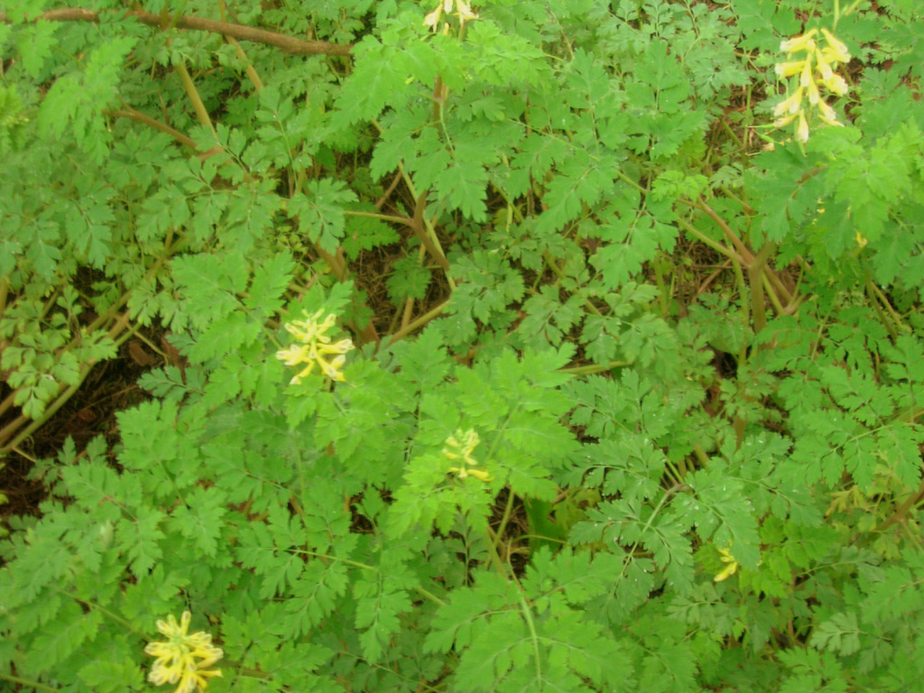 another full shade plant: what is this?