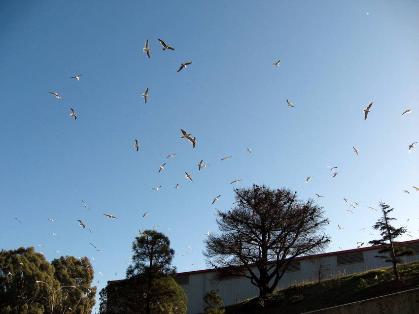 gulls