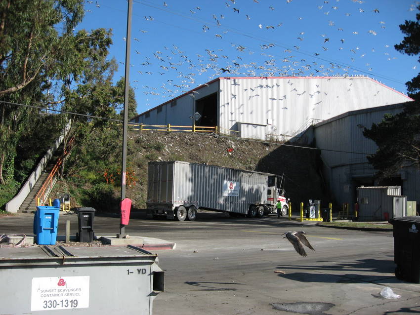 opening mesh roof. scaring gulls.