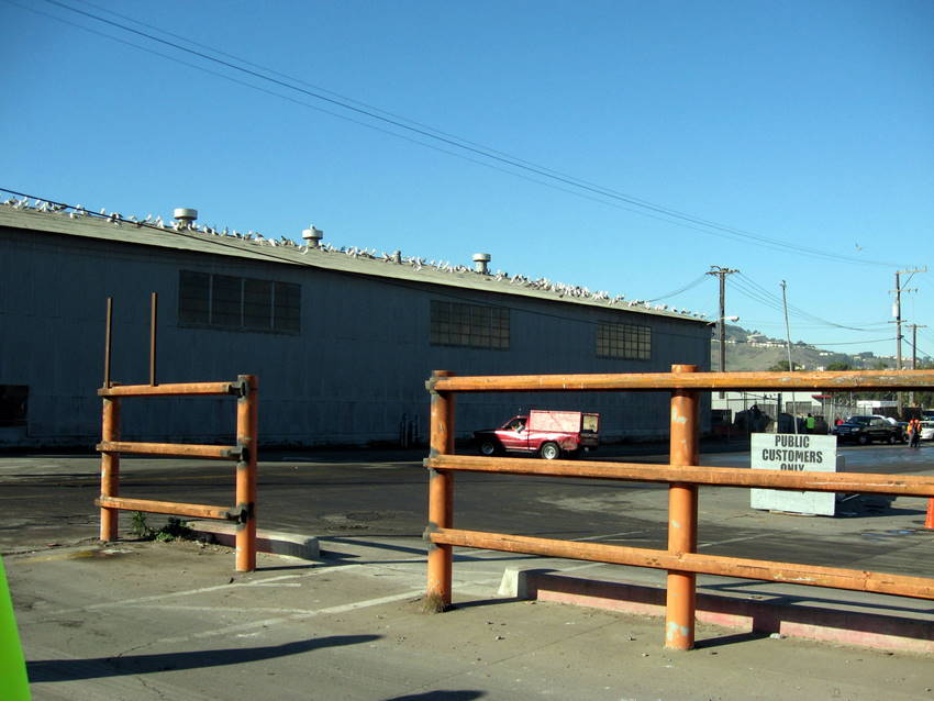 gulls on roof