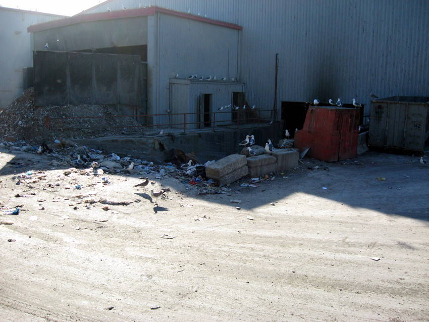 gulls at mouth of garbage pit
