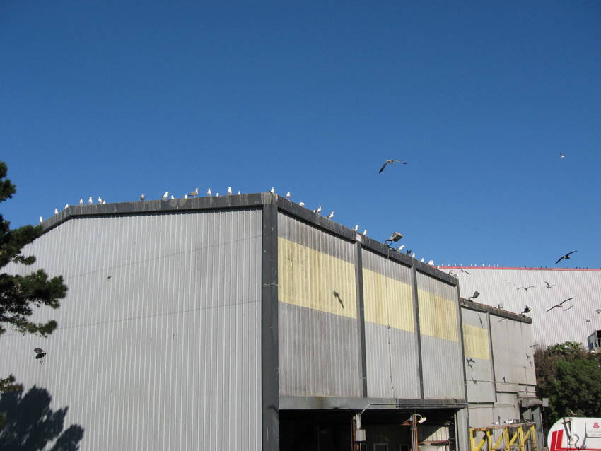 gulls on building roof