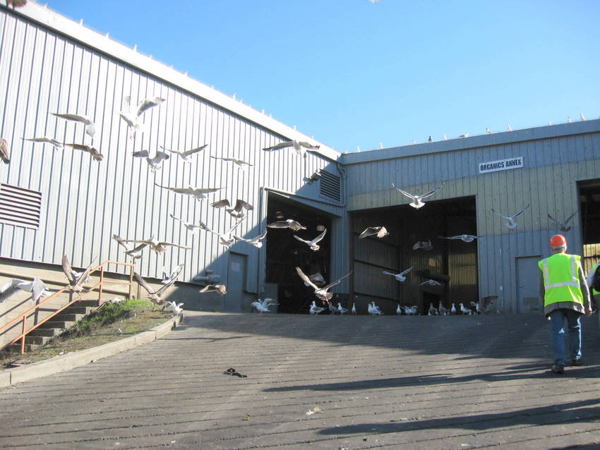 gulls don't like visitors