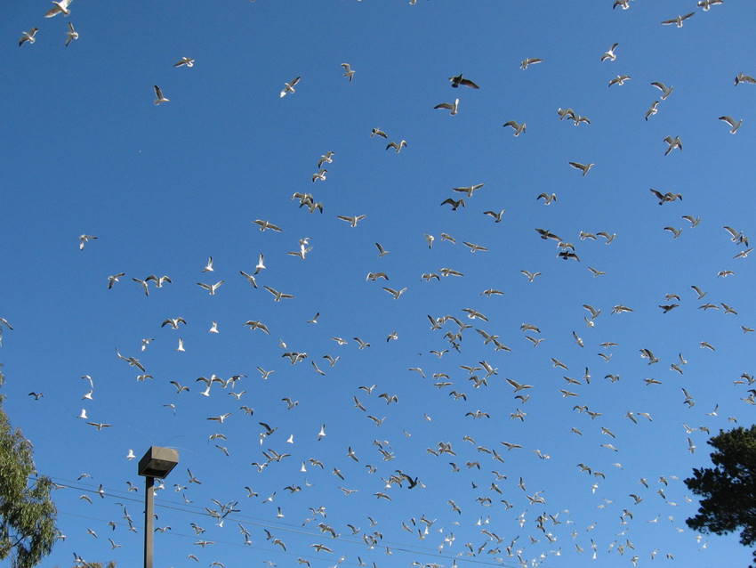 gulls